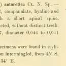 Слика од Cymatocylis antarctica (Cleve 1901)