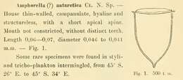 Image of Cymatocylis Laackmann 1907