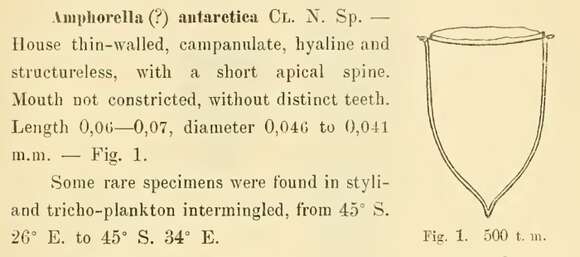 Imagem de Cymatocylis antarctica (Cleve 1901)