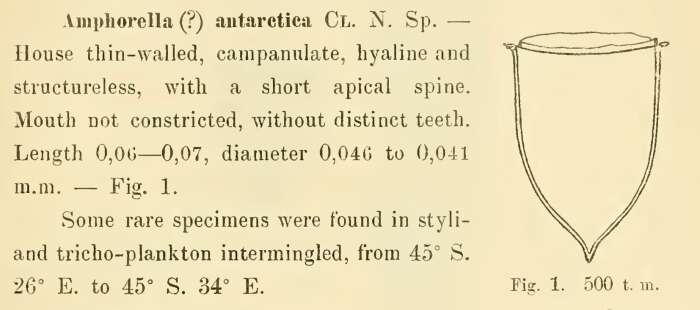 Image of Cymatocylis Laackmann 1907