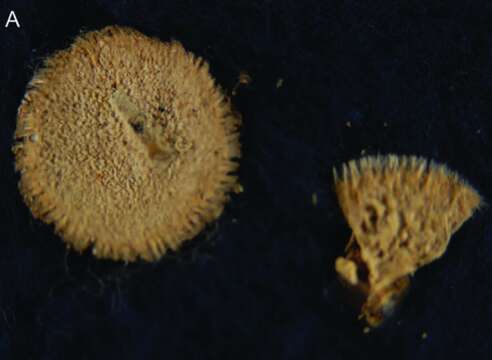 Image of saucer-shaped horny sponge