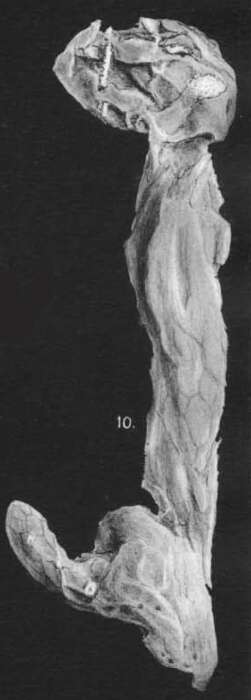 Image of Didiscus placospongioides Dendy 1922
