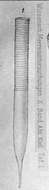 Sivun Helicostomella kiliensis (Laackmann 1906) kuva