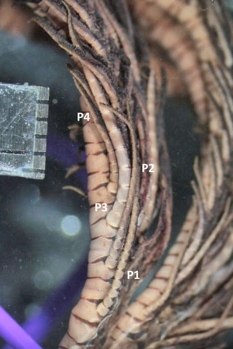 Image of Dichrometra austini AM Clark 1972