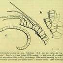 Image of Dichrometra austini AM Clark 1972