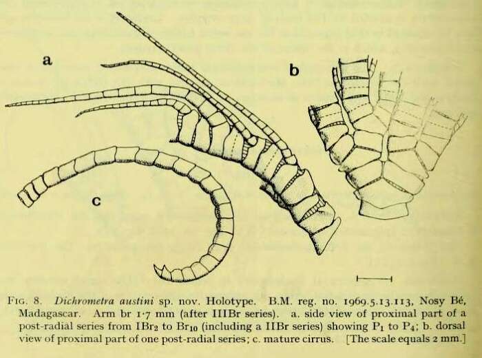 Image of Dichrometra austini AM Clark 1972