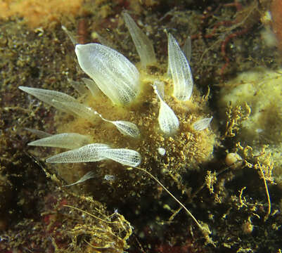 Image of Polymastia arctica (Merejkowsky 1878)