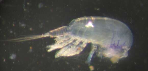 Image of Pseudocyclops juanibali Figueroa 2011