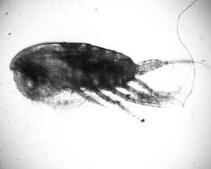 Imagem de Undinula vulgaris (Dana 1849)