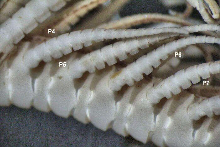 Image of Pelometra ambonensis AH Clark 1941