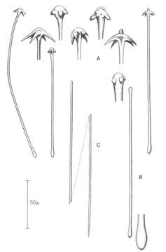 Image of Acarnus tenuis Dendy 1896