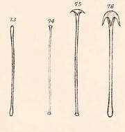 Image of Acarnus innominatus Gray 1867