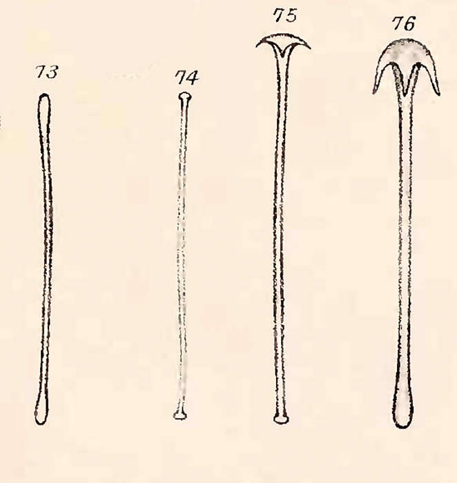 Image of Acarnus innominatus Gray 1867