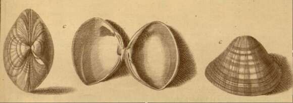 Image of rayed trough clam