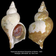 Image of Neptunea jagudinae Goryachev & Kantor 1983