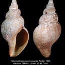 Image of Habevolutopsius sakhalinensis Kantor 1985