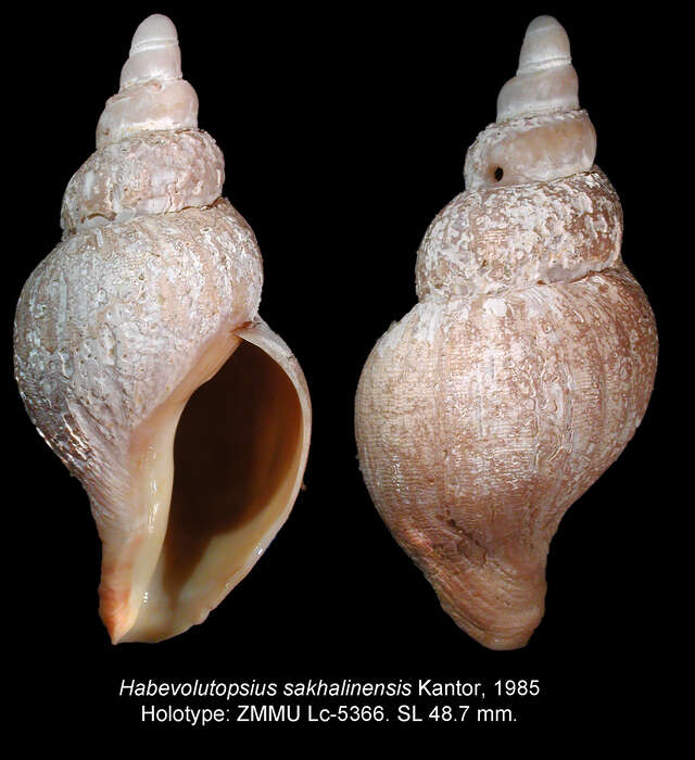 Image of Habevolutopsius sakhalinensis Kantor 1985