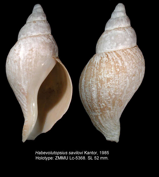 Image of Habevolutopsius savilovi Kantor 1985