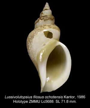 Image of Lussivolutopsius ochotensis Kantor 1986