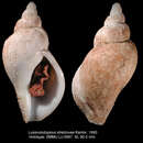Image of Lussivolutopsius strelzovae Kantor 1990