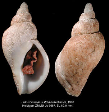 Image of Lussivolutopsius strelzovae Kantor 1990