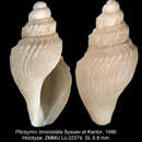 Image of Plicisyrinx binicostata Sysoev & Kantor 1986