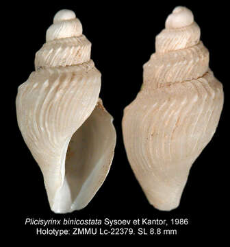 Image of Plicisyrinx binicostata Sysoev & Kantor 1986