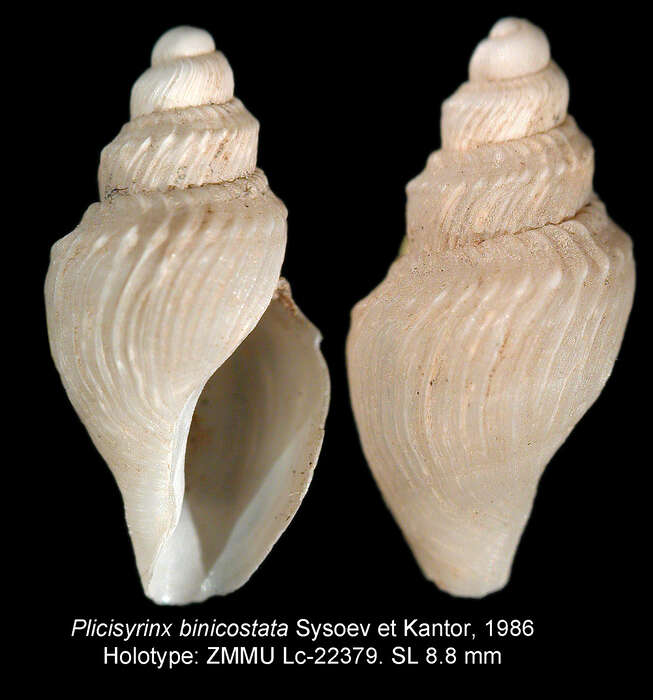 Image of Plicisyrinx binicostata Sysoev & Kantor 1986