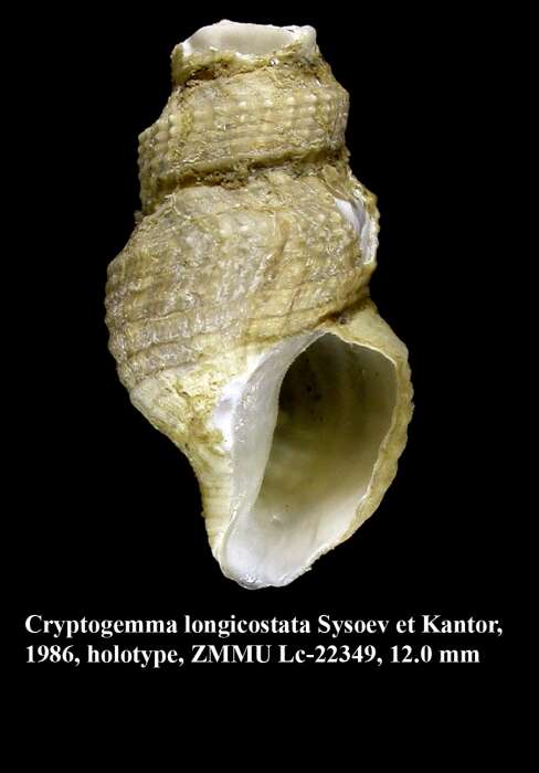 Image de Cryptogemma longicostata Sysoev & Kantor 1986