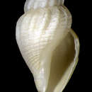 Image of Oenopota biconica Bogdanov 1989