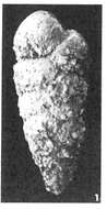 Image of Textularia agglutinans d'Orbigny 1839