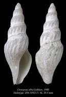 Image of Oenopota alba Golikov & Scarlato 1985