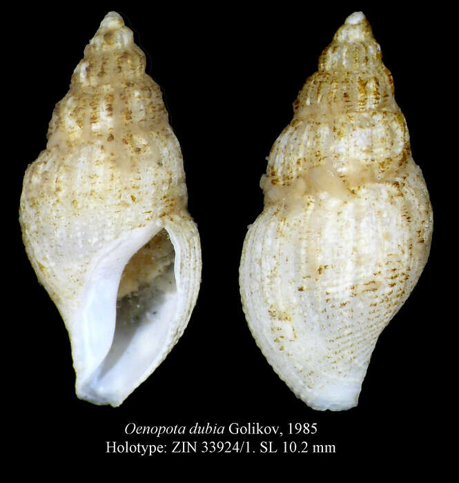 Image of Oenopota dubia Golikov & Scarlato 1985