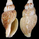 Image of Oenopota laticostulata Golikov & Scarlato 1985