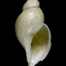 Image of Gymnobela oculifera Kantor & Sysoev 1986