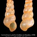 Image of Turritellopsis glabra Golikov & Sirenko 1998