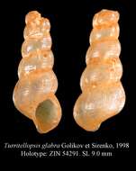 Sivun Turritellopsis glabra Golikov & Sirenko 1998 kuva