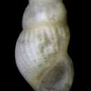 Image of Chrysallida subtantilla Golikov ex Golikov & Scarlato 1967