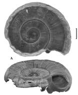 Sivun Ammonicera shornikovi Chernyshev 2003 kuva