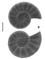 Sivun Ammonicera vladivostokensis Chernyshev 2003 kuva