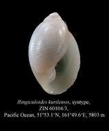 صورة Ringiculoides kurilensis Minichev 1966