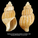 Image of Retifusus laticingulatus Golikov & Gulbin 1977