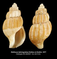 Image of Retifusus laticingulatus Golikov & Gulbin 1977