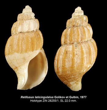 Image of Retifusus laticingulatus Golikov & Gulbin 1977