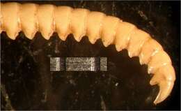 Image of Cosmiometra dasybrachia HL Clark 1916