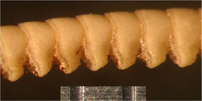 Image of Cosmiometra dasybrachia HL Clark 1916