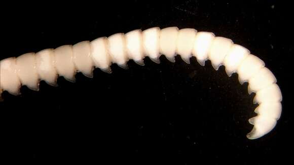 Image of Cosmiometra philippinensis AH Clark 1911