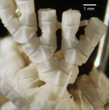 Image of Cosmiometra leilae AH Clark 1932