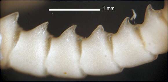 Image of Cosmiometra leilae AH Clark 1932