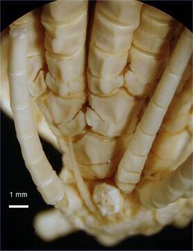 Image of Cosmiometra gardineri AH Clark 1911